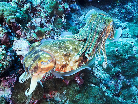 포토 JPG 바다 두마리 자연 사람없음 수중 오징어 갑오징어 국내포토 2 연체동물 수중동물 생태계 파일형식