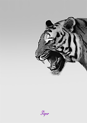 PSD 한마리 일러스트 북유럽스타일 사람없음 호랑이 포효 애니멀아트 국내일러스트 1 포유류 외침 그림 스타일 파일형식