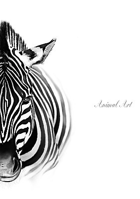 PSD 한마리 일러스트 북유럽스타일 사람없음 얼룩말 애니멀아트 국내일러스트 1 말_동물 그림 스타일 파일형식