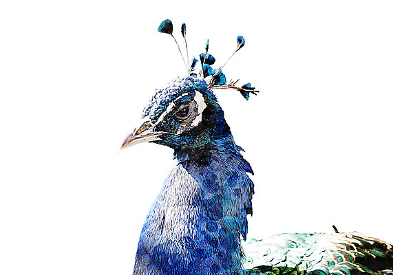 PSD 한마리 일러스트 북유럽스타일 사람없음 공작 애니멀아트 국내일러스트 1 조류 그림 스타일 파일형식