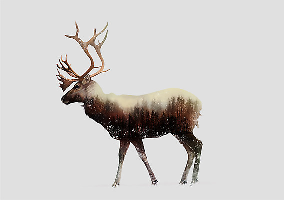 PSD 동물 한마리 일러스트 북유럽스타일 사람없음 순록 애니멀아트 국내일러스트 1 그림 스타일 파일형식