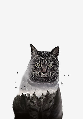 PSD 한마리 일러스트 조류 북유럽스타일 사람없음 고양이 숲 다중노출 애니멀아트 국내일러스트 동물 1 포유류 촬영기법 반려동물 그림 스타일 파일형식