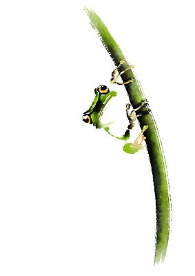 PSD 한마리 일러스트 캘리그라피 개구리 사람없음 풀잎 청개구리 국내일러스트 1 잎 양서류 풀_식물 파일형식