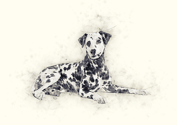 PSD 동물 한마리 반려견 일러스트 앉기 사람없음 강아지 스케치 달마시안 반려 국내일러스트 1 모션 미술 반려동물 개 파일형식