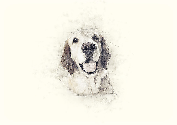 PSD 동물 한마리 반려견 일러스트 사람없음 리트리버 강아지 스케치 메롱 반려 국내일러스트 1 모션 미술 반려동물 개 파일형식