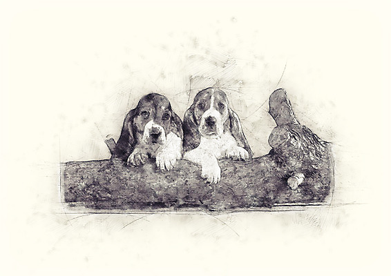 PSD 나무 동물 반려견 두마리 일러스트 사람없음 강아지 스케치 바셋하운드 반려 국내일러스트 식물 2 미술 반려동물 개 하운드 파일형식