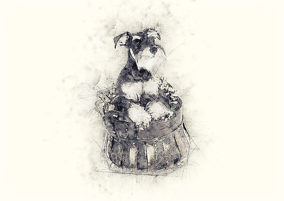 PSD 동물 한마리 반려견 일러스트 사람없음 바구니 슈나우저 스케치 반려 국내일러스트 1 미술 반려동물 개 파일형식