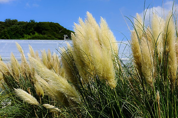 포토 JPG 주간 자연 산 풍경 사람없음 야외 일본 풀 비닐하우스 치바 국내포토 자연요소 식물 아시아 농업 생태계 파일형식
