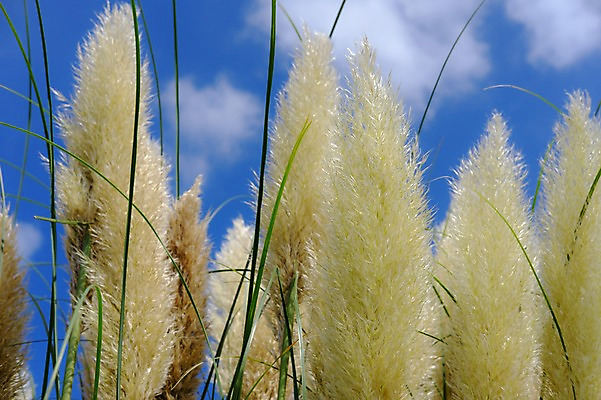 포토 JPG 주간 구름 자연 하늘 사람없음 야외 일본 풀 치바 국내포토 자연요소 식물 아시아 생태계 파일형식