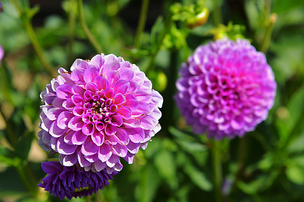 포토 JPG 주간 꽃 분홍색 자연 사람없음 야외 아웃포커스 세송이 국내포토 자연요소 식물 컬러 촬영기법 3 생태계 파일형식