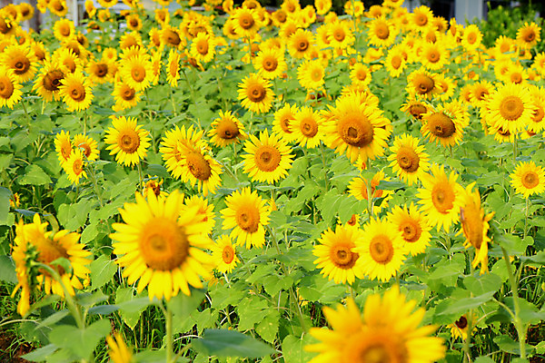 포토 JPG 주간 꽃 여러송이 꽃밭 자연 해바라기 사람없음 야외 아웃포커스 노란색 국내포토 자연요소 식물 컬러 다수 촬영기법 생태계 파일형식