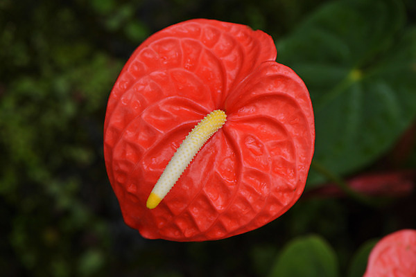 포토 JPG 주간 꽃 잎 자연 사람없음 야외 아웃포커스 빨간색 안스리움 국내포토 자연요소 식물 컬러 촬영기법 생태계 파일형식