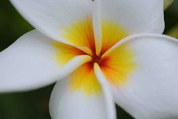 포토 JPG 주간 꽃 한송이 자연 근접촬영 사람없음 야외 아웃포커스 프랜지파니 국내포토 자연요소 식물 1 뷰포인트 촬영기법 생태계 송이 파일형식