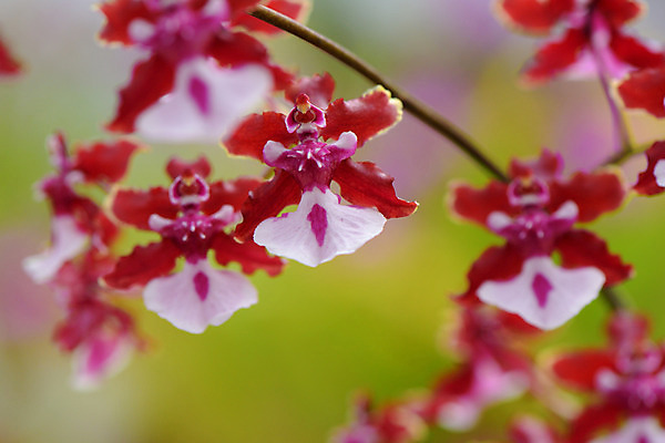 포토 JPG 주간 꽃 여러송이 자연 사람없음 야외 아웃포커스 빨간색 양란 국내포토 자연요소 식물 컬러 다수 촬영기법 난초 생태계 파일형식