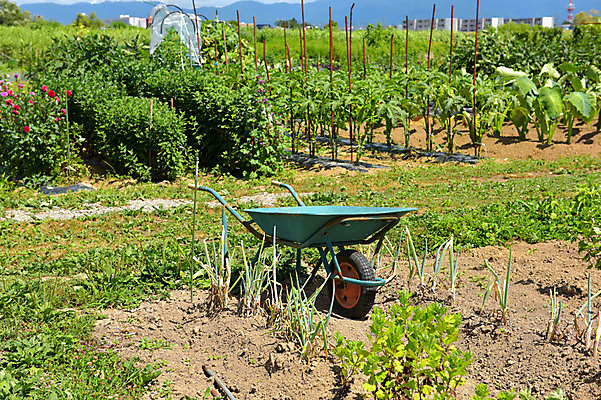 포토 JPG 주간 밭 풍경 사람없음 야외 농경지 농사 일본 수레 농촌 아키타 국내포토 자연요소 아시아 농업 농장 카트 시골 파일형식