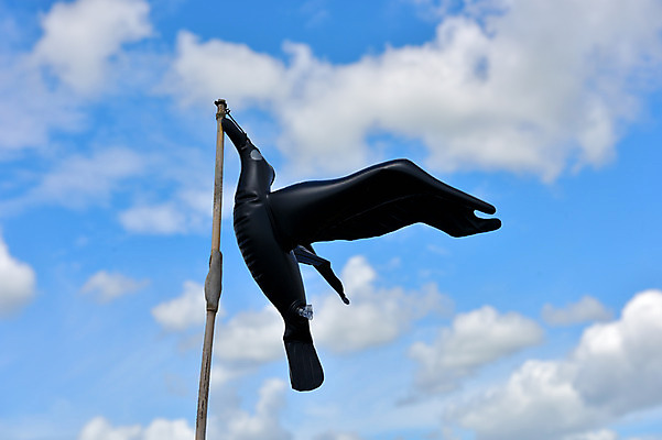 포토 JPG 주간 구름 조류 하늘 사람없음 야외 아웃포커스 모형 장대 아키타 국내포토 자연요소 동물 촬영기법 파일형식