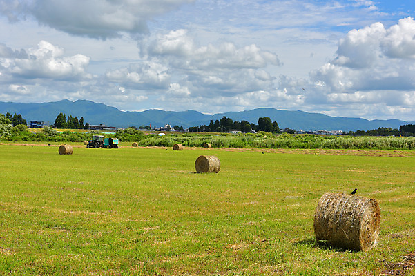 포토 JPG 주간 나무 구름 자연 하늘 산 풍경 사람없음 야외 농경지 일본 맑음 농촌 볏짚 아키타 국내포토 자연요소 식물 아시아 날씨 농장 시골 짚 생태계 파일형식