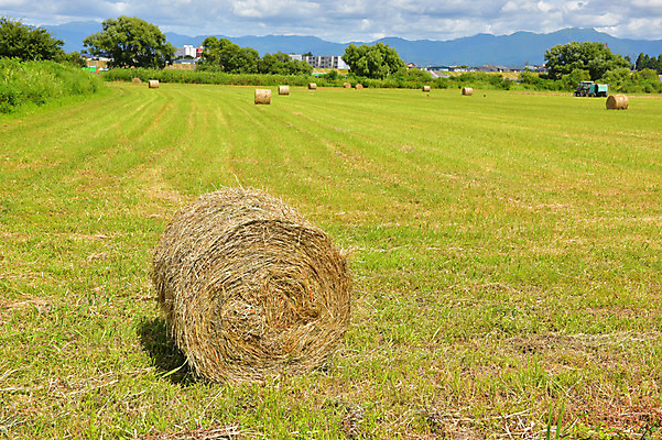 포토 JPG 주간 나무 구름 자연 하늘 풍경 사람없음 야외 농경지 일본 맑음 수확 농촌 볏짚 아키타 국내포토 자연요소 식물 아시아 농업 날씨 농장 시골 짚 생태계 파일형식