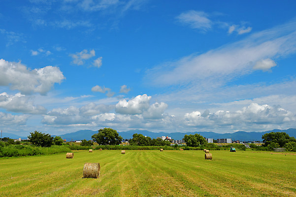 포토 JPG 주간 나무 구름 자연 하늘 풍경 사람없음 야외 농경지 일본 맑음 수확 농촌 아키타 국내포토 자연요소 식물 아시아 농업 날씨 농장 시골 생태계 파일형식