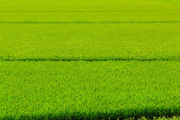 포토 JPG 주간 백그라운드 자연 논 사람없음 야외 초록색 농경지 일본 아키타 국내포토 자연요소 아시아 컬러 농업 농장 생태계 파일형식