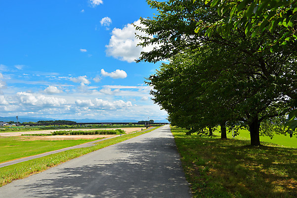 포토 JPG 주간 나무 구름 도로 자연 하늘 풍경 사람없음 야외 일본 맑음 원근감 아키타 국내포토 자연요소 식물 아시아 길 뷰포인트 교통시설 날씨 생태계 파일형식