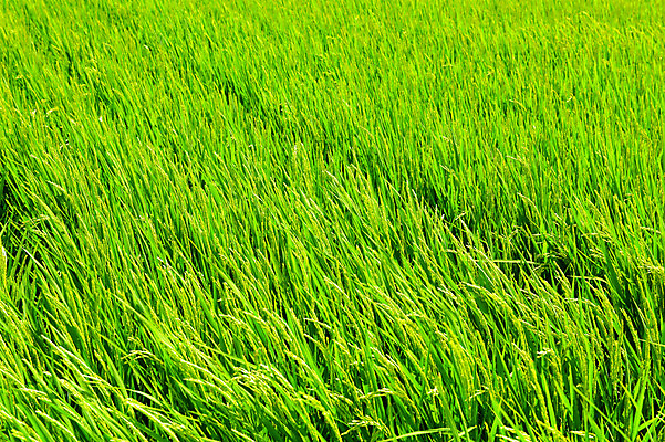 포토 JPG 주간 백그라운드 자연 논 사람없음 야외 초록색 농경지 일본 벼 아키타 국내포토 자연요소 아시아 컬러 농업 곡류 농장 생태계 파일형식