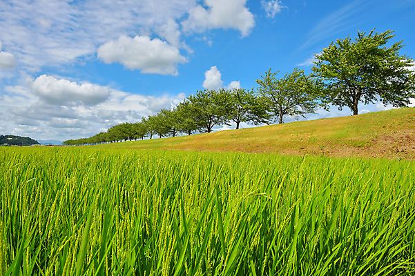 포토 JPG 주간 나무 구름 자연 하늘 논 풍경 사람없음 야외 농경지 일본 맑음 벼 아키타 국내포토 자연요소 식물 아시아 농업 날씨 곡류 농장 생태계 파일형식