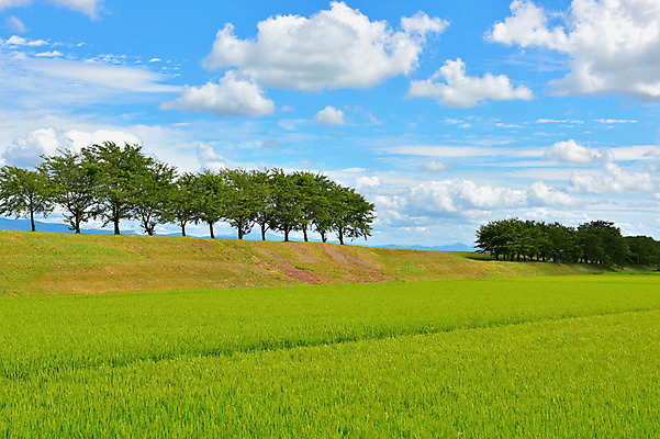 포토 JPG 주간 나무 구름 자연 하늘 논 풍경 사람없음 야외 농경지 일본 맑음 아키타 국내포토 자연요소 식물 아시아 농업 날씨 농장 생태계 파일형식