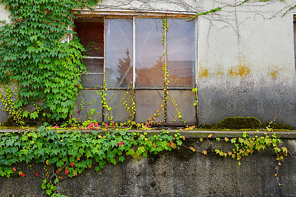 포토 JPG 주간 창문 자연 사람없음 야외 담장 담쟁이덩굴 덩굴 아키타 국내포토 자연요소 식물 생태계 파일형식