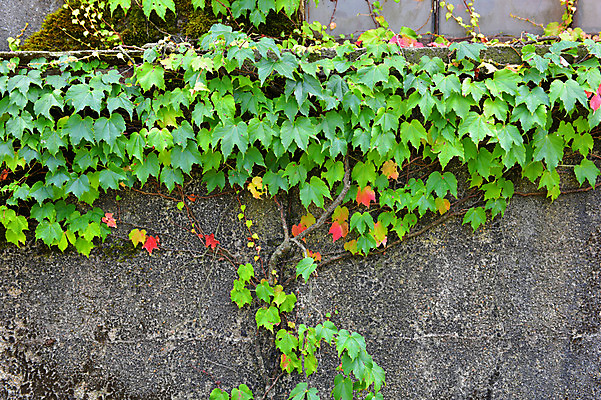 포토 JPG 주간 자연 사람없음 야외 담장 담쟁이덩굴 덩굴 아키타 국내포토 자연요소 식물 생태계 파일형식