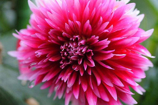 포토 JPG 주간 한송이 자연 근접촬영 사람없음 야외 아웃포커스 빨간색 달리아 국내포토 자연요소 1 꽃 뷰포인트 컬러 촬영기법 생태계 송이 파일형식