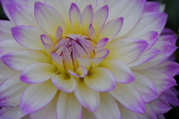 포토 JPG 주간 꽃 백그라운드 한송이 자연 근접촬영 사람없음 야외 물방울 달리아 국내포토 자연요소 식물 1 뷰포인트 생태계 송이 파일형식