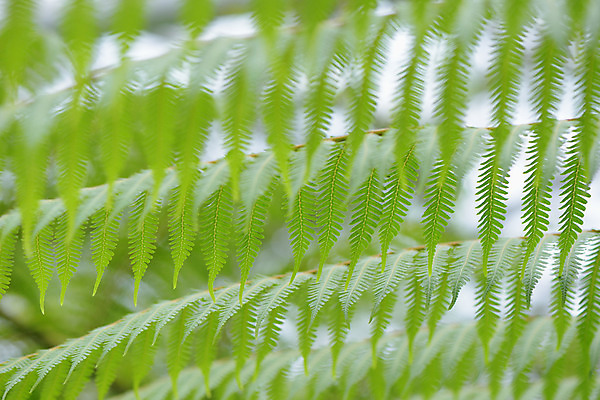 포토 JPG 주간 백그라운드 자연 나뭇잎 사람없음 야외 아웃포커스 초록색 양치식물 국내포토 자연요소 식물 컬러 잎 촬영기법 생태계 파일형식