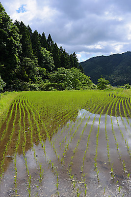 포토 JPG 주간 나무 구름 자연 하늘 산 논 풍경 사람없음 야외 농경지 일본 효고 국내포토 자연요소 식물 아시아 농업 농장 생태계 파일형식