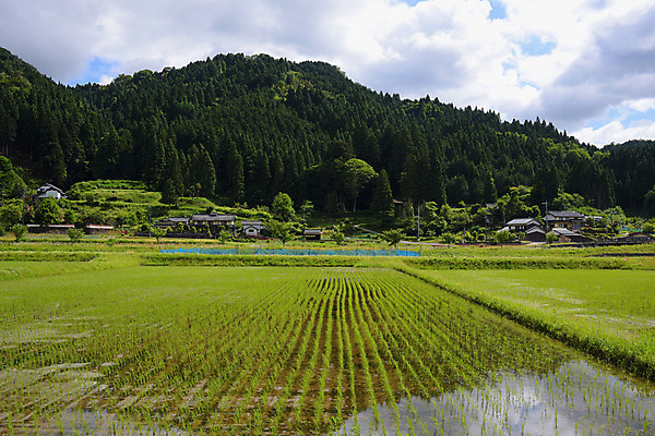 포토 JPG 주간 구름 자연 하늘 산 논 풍경 사람없음 야외 농경지 일본 농촌 효고 국내포토 자연요소 아시아 농업 농장 시골 생태계 파일형식