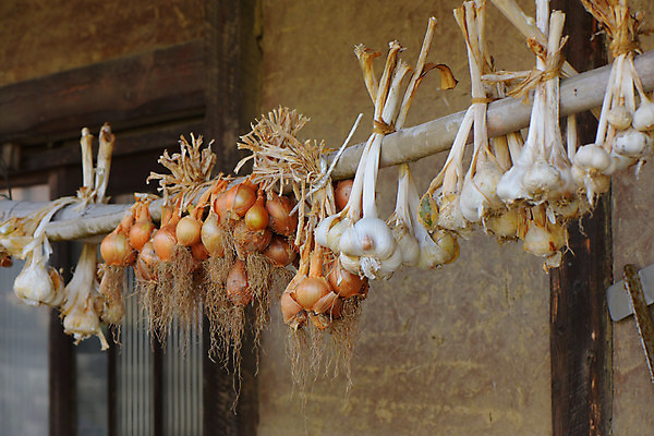 포토 JPG 주간 음식 양파 건조 마늘 사람없음 야외 일본 나뭇가지 걸림 효고 국내포토 자연요소 나무 아시아 채소 모션 파일형식