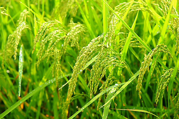 포토 JPG 주간 자연 논 근접촬영 사람없음 야외 아웃포커스 초록색 농작물 일본 벼 이삭 효고 국내포토 자연요소 아시아 뷰포인트 컬러 농업 곡류 촬영기법 생태계 파일형식