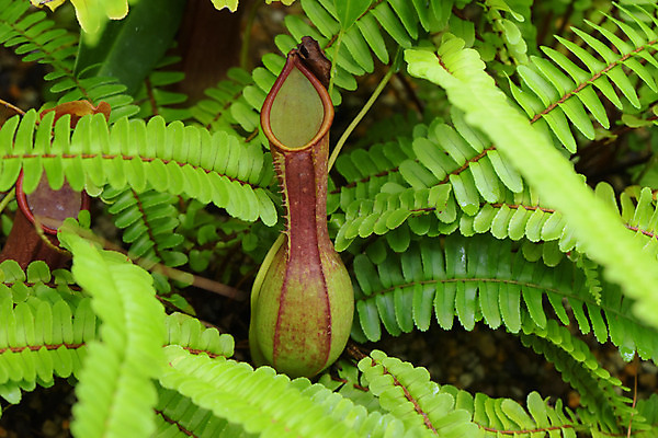 포토 JPG 주간 식물 잎 자연 사람없음 야외 벌레잡이식물 식충식물 국내포토 자연요소 생태계 파일형식