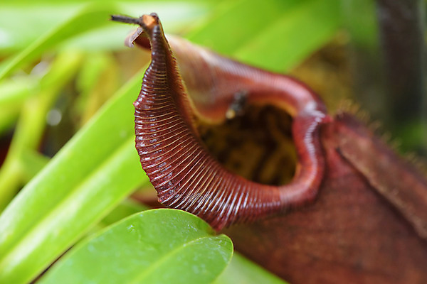 포토 JPG 주간 식물 잎 자연 근접촬영 사람없음 야외 아웃포커스 벌레잡이식물 식충식물 국내포토 자연요소 뷰포인트 촬영기법 생태계 파일형식