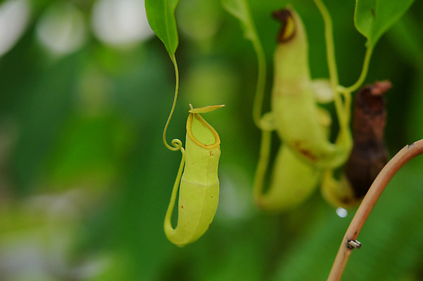 포토 JPG 주간 식물 자연 사람없음 야외 아웃포커스 벌레잡이식물 식충식물 국내포토 자연요소 촬영기법 생태계 파일형식