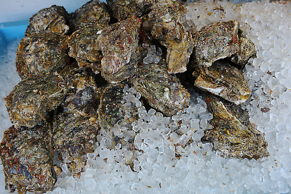 포토 JPG 주간 음식 사람없음 야외 일본 얼음 전시 굴 해산물 어시장 이바라키 국내포토 자연요소 아시아 어패류 시장 파일형식