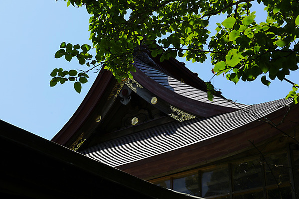 포토 JPG 주간 나무 주택 사람없음 야외 일본 목조 일본건축 목조주택 일본가옥 이바라키 국내포토 자연요소 식물 아시아 건물 동양건축 일본전통 파일형식