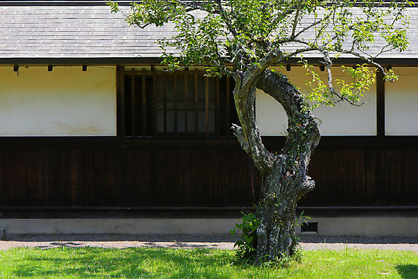 포토 JPG 주간 나무 주택 잔디 사람없음 야외 정원 일본 일본건축 일본가옥 이바라키 국내포토 자연요소 식물 아시아 건물 동양건축 일본전통 파일형식
