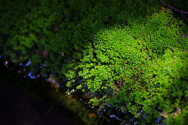 포토 JPG 주간 자연 이끼 사람없음 야외 아웃포커스 햇빛 이바라키 국내포토 자연요소 촬영기법 태양 일본 생태계 파일형식