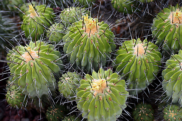 포토 JPG 주간 자연 선인장 근접촬영 사람없음 야외 가시 다육식물 국내포토 자연요소 식물 뷰포인트 생태계 파일형식
