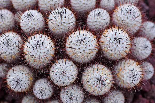 포토 JPG 주간 자연 선인장 근접촬영 사람없음 야외 가시 다육식물 국내포토 자연요소 식물 뷰포인트 생태계 파일형식