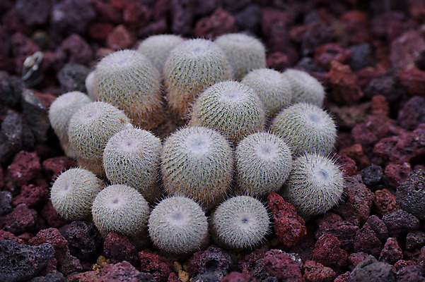 포토 JPG 주간 자연 선인장 근접촬영 사람없음 야외 다육식물 국내포토 자연요소 식물 뷰포인트 생태계 파일형식