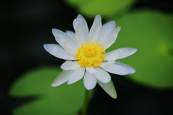 포토 JPG 주간 한송이 자연 연꽃 사람없음 야외 아웃포커스 흰색 연못 연잎 국내포토 자연요소 1 꽃 컬러 잎 촬영기법 생태계 송이 파일형식