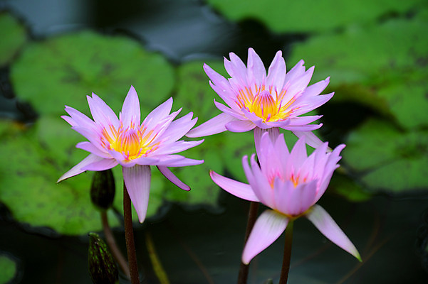포토 JPG 주간 분홍색 자연 연꽃 사람없음 야외 아웃포커스 연못 연잎 세송이 국내포토 자연요소 꽃 컬러 잎 촬영기법 3 생태계 파일형식