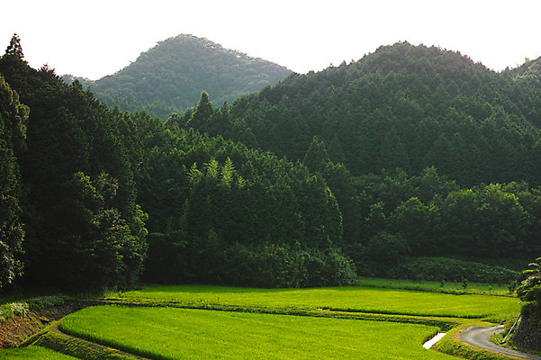 포토 JPG 주간 나무 자연 산 논 풍경 사람없음 야외 농경지 일본 숲 에히메 국내포토 자연요소 식물 아시아 농업 농장 생태계 파일형식